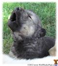 Wolf Dog